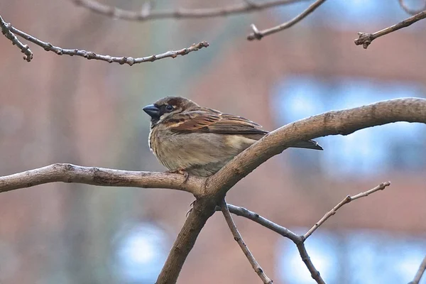 Haussperling Passer Domesticus Der Haussperling Wird Mit Menschlichen Behausungen Verbindung — Stockfoto