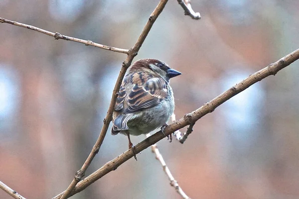 Haussperling Passer Domesticus Der Haussperling Wird Mit Menschlichen Behausungen Verbindung — Stockfoto