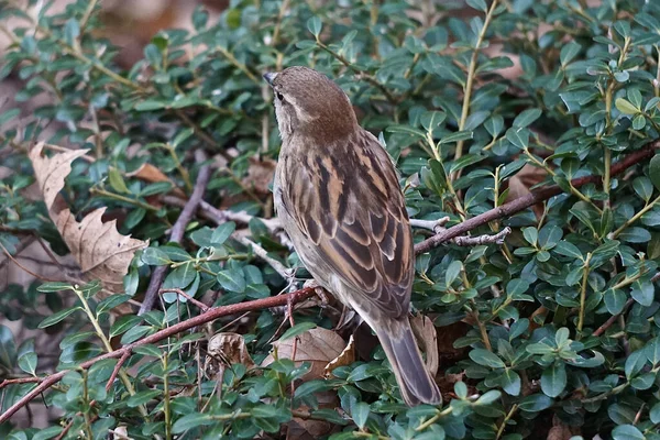 Haussperling Passer Domesticus Der Haussperling Wird Mit Menschlichen Behausungen Verbindung — Stockfoto