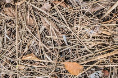 Kuru ot, Kuru doku arka plan bırakır.