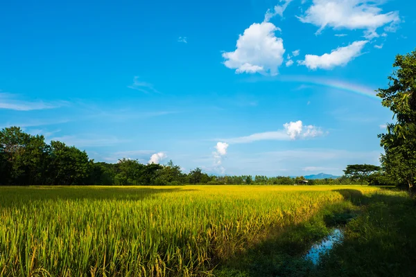 Reisfeld, Himmel und kleiner Regenbogen. — Stockfoto