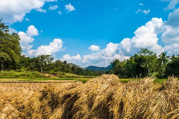 Paglia di riso, foresta, nuvole fumose e cielo . — Foto Stock