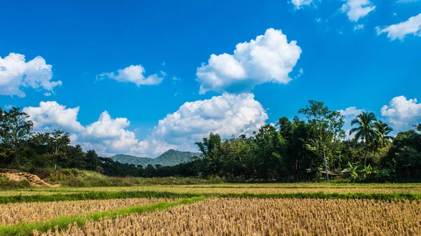 Reisfeld, Berg, rauchige Wolken und Himmel. — Stockfoto