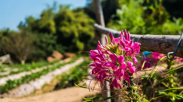 被写体の背景を明るいピンクの花. — ストック写真