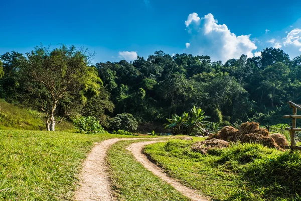 A small dirt road that curves heading to the forest. — Stock Photo, Image