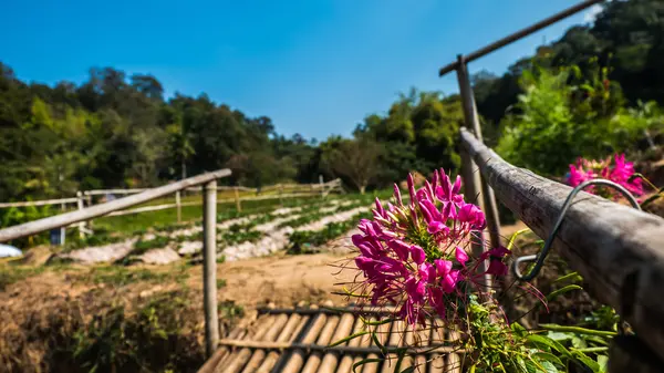 Rosa blommor i Strawberry Park Chiang Mai, Thailand. — Stockfoto