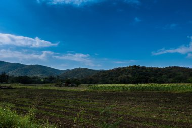 Mısır alanları, dağlar ve gökyüzüne Chiang Mai, Tayland.