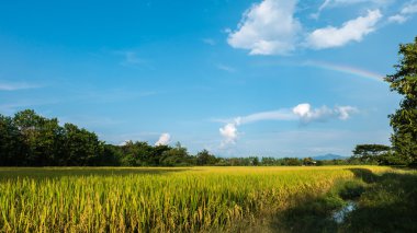 Paddy Power renk değişimi sırasında yağmur mevsimi ve gökkuşağı