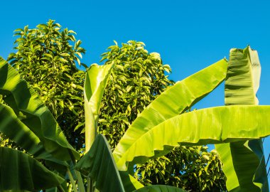 Sarı-yeşil muz ve mango ağaçları. Arka plan gökyüzü