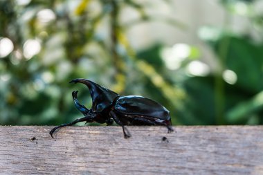 Closeup boynuz böceği ve yeşil yeşillik bir arka plan.