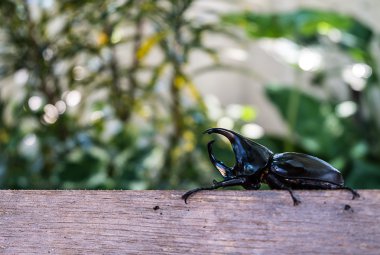 Closeup boynuz böceği ve yeşil yeşillik bir arka plan.