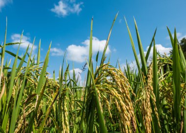 Pirinç tahıl ve arka planda gökyüzünün.