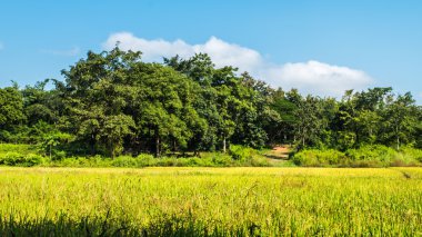 Orman ve gökyüzünün Paddy alan arka plan.