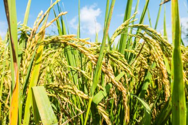 Pirinç tahıl ve arka planda gökyüzünün kadar yakın.