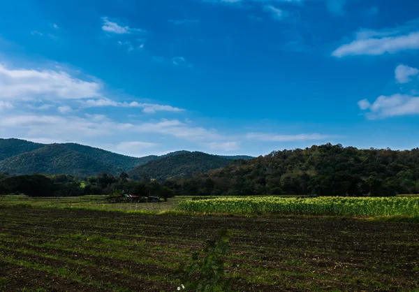 Majsfält, berg och himlen i Chiang Mai, Thailand. — Stockfoto