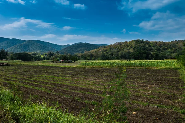 Corn crop Preparazione per una nuova coltura Montagna e cielo sfondo . — Foto Stock