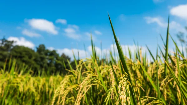 쌀과 필드와 하늘 배경을 흐리게. — 스톡 사진