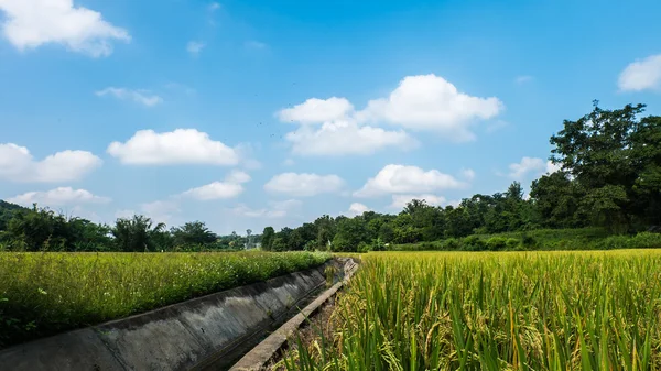 Pequenos canais num campo de arrozais E o fundo da floresta — Fotografia de Stock