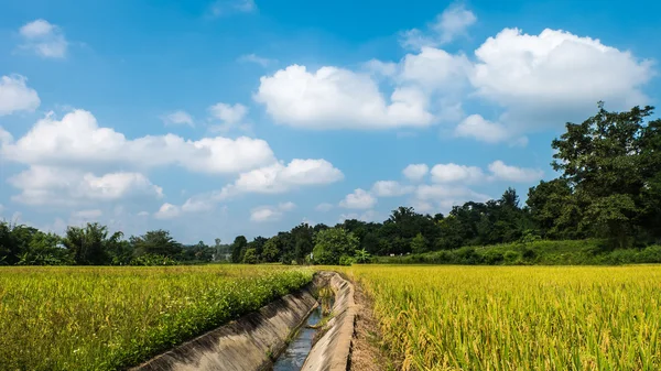 Piccoli canali in un campo di risaie E lo sfondo della foresta a — Foto Stock