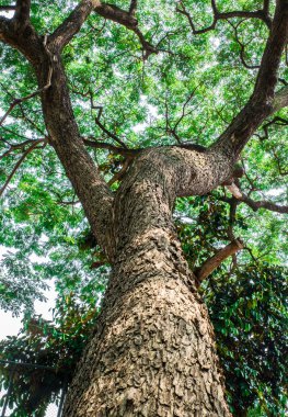 Ağaçlar. doğa yeşil ahşap güneş ışığı arka planları.