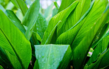 Parlak yeşil yaprak yağmur sonra