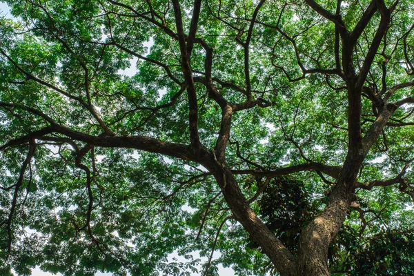 Δέντρα. φύση πράσινο ξύλο φως του ήλιου υπόβαθρα. — Φωτογραφία Αρχείου