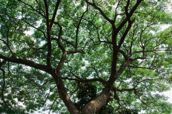 Árvores natureza verde madeira fundos de luz solar . — Fotografia de Stock