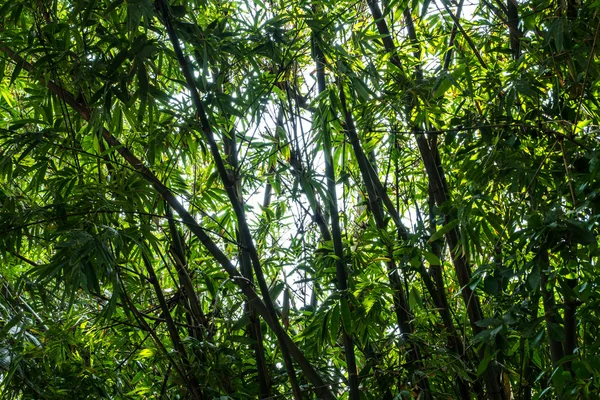 Абстрактний фон бамбукового гаю — стокове фото
