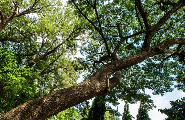 森の風影で傾いた木. — ストック写真