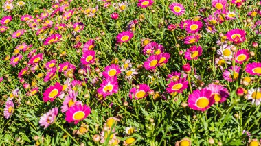 Arka plan veya başkaları için pembe Çiçek Bahçesi.