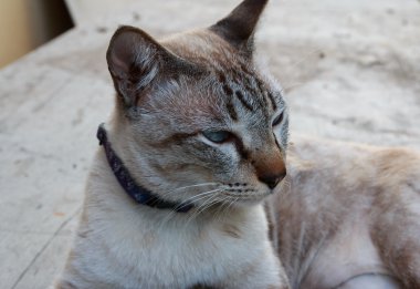 Seyir için bir şey odak göz beyaz Siyam kedisi.