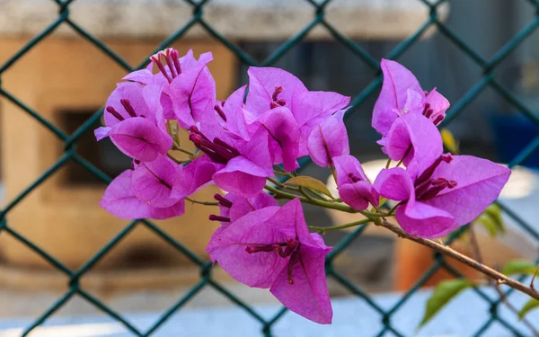 庭園、花の背景に咲く紫の花. — ストック写真