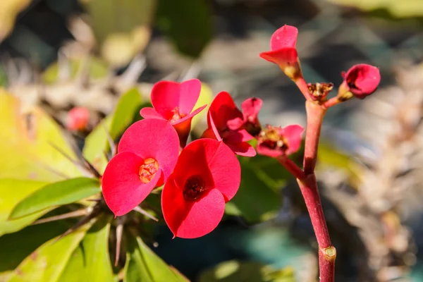 Flor roja, Corona de espinas, Euphorbia milli Desmoul, bac floral —  Fotos de Stock