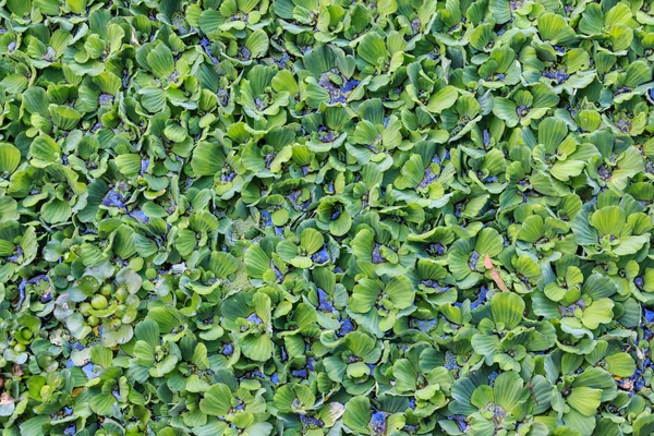 Água jacinto, fundo textura . — Fotografia de Stock