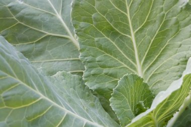 Yakın çekim yeşil lahana, doku arka plan.