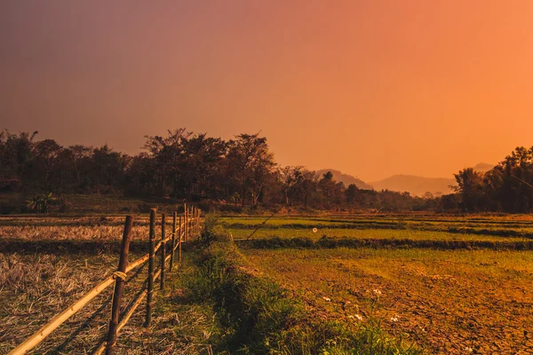 Terreno agricolo recinzione di bambù al mattino, Colore di processo . — Foto Stock