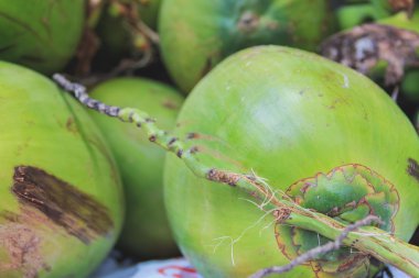 Hindistan cevizi, seçici odak.