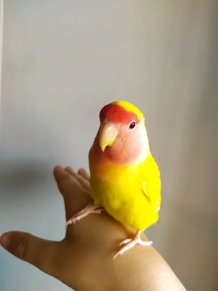 Cute Yellow Pink Faced Lovebird Sits His Hand Beautiful Tamed — Stock Photo, Image