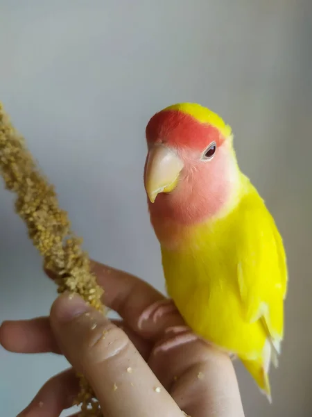 Domesticating Yellow Pink Cheeked Tourterelle Spiky Millet Beau Perroquet Apprivoisé Images De Stock Libres De Droits