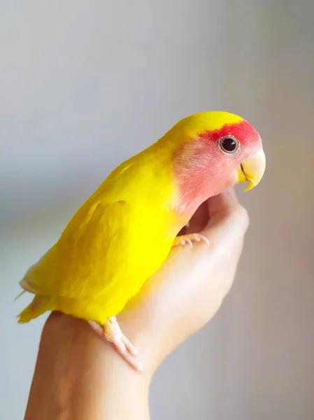 Joli Tourtereau Jaune Visage Rose Est Assis Sur Main Beau Images De Stock Libres De Droits