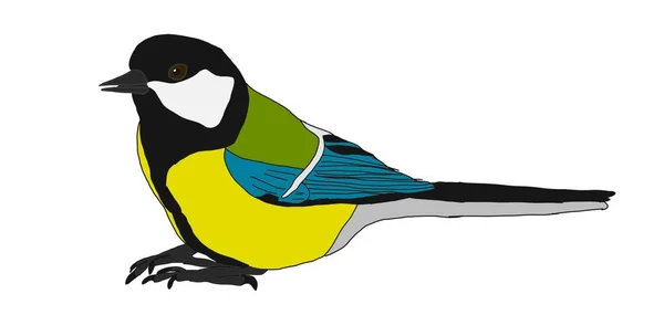 Great Tit Bird Isolated White Background Raster Illustration Wintering Non —  Fotos de Stock