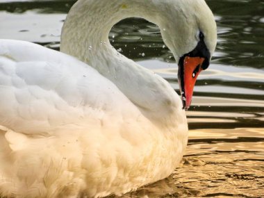Kuğu gölde yüzer ve tüylerini temizler..