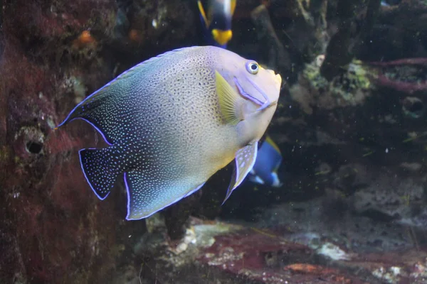 在一个有海水的大型水族馆里 有岩石标记的天使 天使鱼 半圆形 美丽的热带鱼特写 — 图库照片
