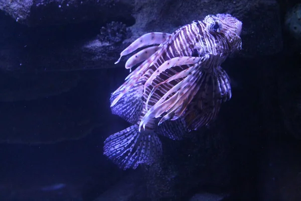 大きな海洋水族館のサンゴの間でモンバサのライオンフィッシュ ペトロワモンバエ がクローズアップ — ストック写真