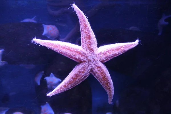 Sjöstjärnor Som Håller Sig Till Glas Ett Stort Akvarium — Stockfoto
