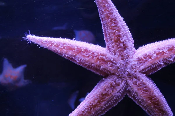 Sjöstjärnor Som Håller Sig Till Glas Ett Stort Akvarium — Stockfoto
