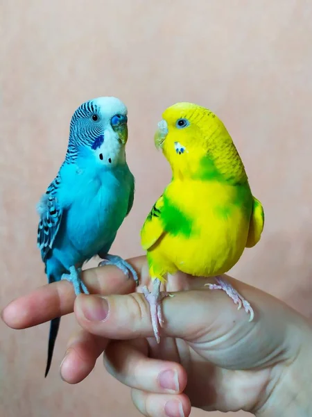 Two Budgerigars Yellow Green Female Blue Male Sitting Arm Home — Stock Photo, Image