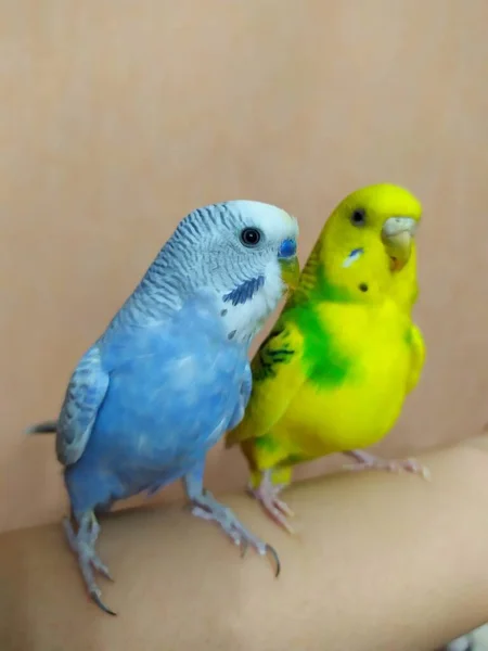 Dos Periquitos Una Hembra Amarillo Verde Macho Azul Están Sentados — Foto de Stock