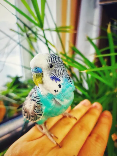 A budgie a male of blue color sits on a finger on a beige background.