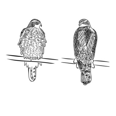 Beyaz arka planda, Goshawk ön ve arka görüntüsü izole edildi. Logolar, amblemler, ornitoloji kitapları ve dergiler için şekillendirilmiş siyah-beyaz çizim.